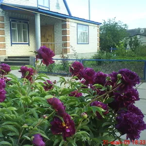 Сдам посуточно дом в Миргороде .