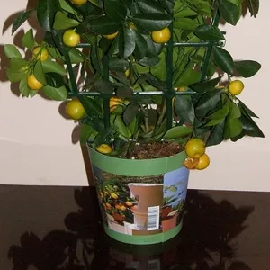 Декоративное цитрусовое деревце с плодиками(25-35шт) 35см