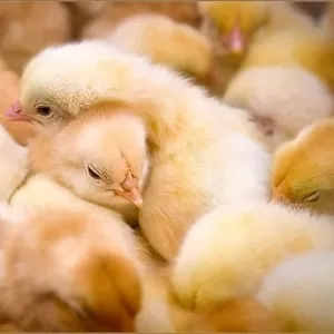 продам цыплят суточных,  подрощенных!