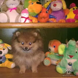 Щенки немецкого карликового шпица