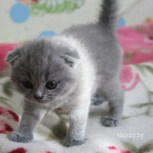 Продаются  котята шотландской породы