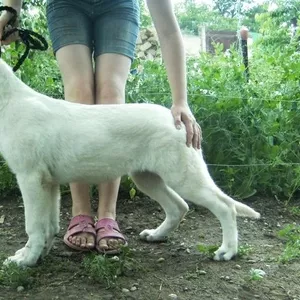 Щенок белой швейцарской овчарки 