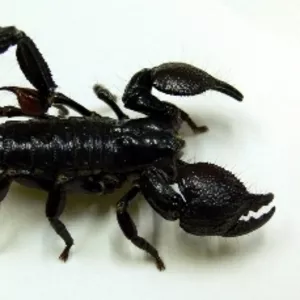 Петерси скорпион