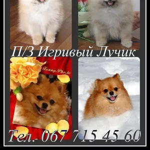 щенки шпица