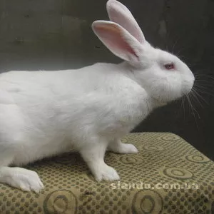 Продам кролей порода - Белый Паннон