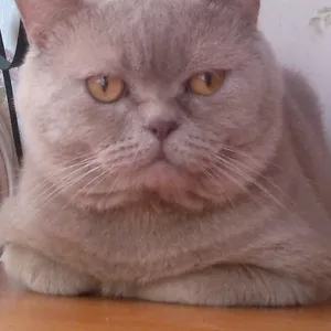 Вязка с Британским котом