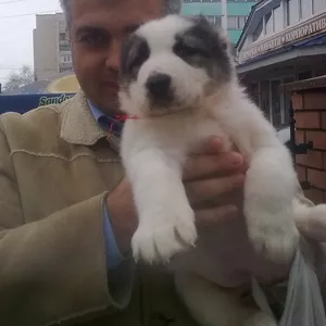 Щенок Алабая