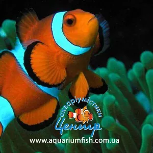 Выставка морских рыб и экзотических живых кораллов с 20 декабря 2011 г