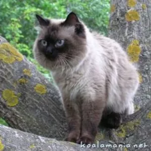 Кот чистокровный невский маскарадный (сибирский колор поинт) предлагает вязку
