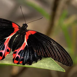 Живые бабочки на праздник