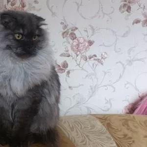 Красавчик хайленд фолд ищет девочку хайленд страйт,  для вязки... 