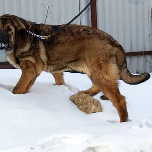 Испанский мастиф,  щенки 5 мес.