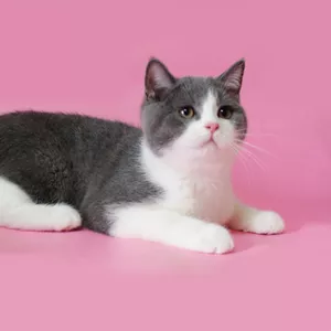 Скоттиш страйт(прямоухий) мальчик 4, 5 месяца!