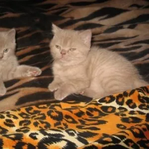 Продам шотландских котят
