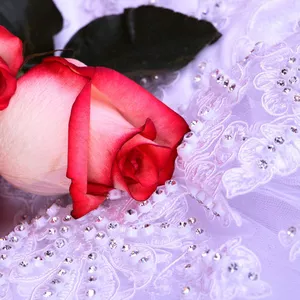 Цветы срезанные оптом от BuyFlowers.com.ua