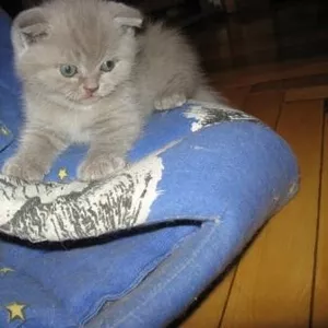 Продам шотландского вислоухого котенка-Бадик