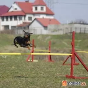 Дрессировка собак в Харькове