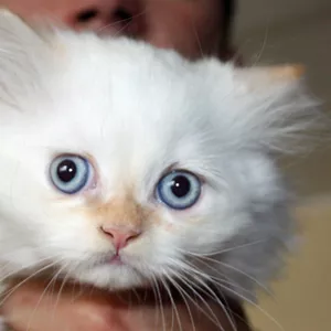 Персидский котенок. Мальчик
