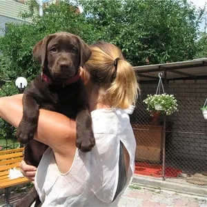 Щенок лабрадора шоколадного окраса.
