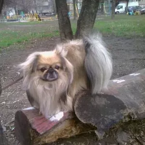 Пекинес для вязки