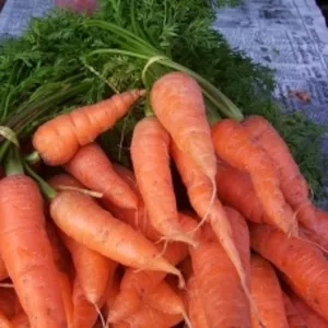 Куплю морковь оптом