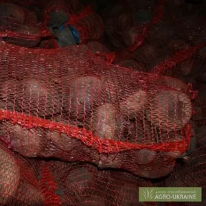 Свекла столовых сортов оптом и крупным оптом