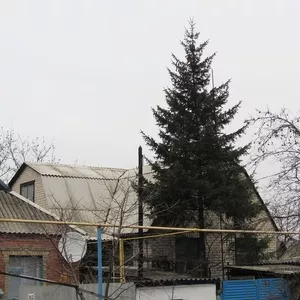 Ель обыкновенная 7-8 метров