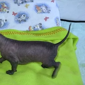 Щенки Xoloitzcuintle от Чемпиона Китая 