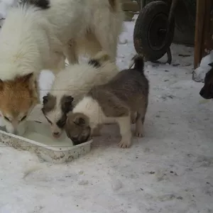 Щенки лайки
