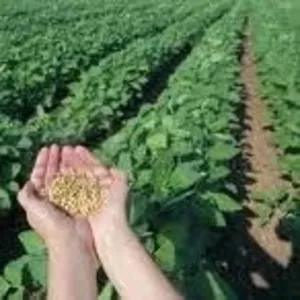 Покупаю сою с элеваторов и хозяйств