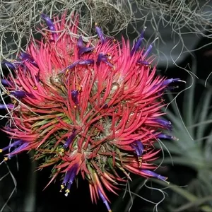 Tillandsia ionantha (Тилландсия фиалкоцветковая)