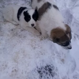 щеня середньоазіата