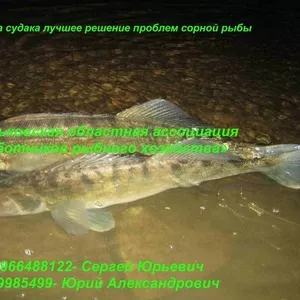 Личинка судака лучшее решение проблем сорной рыбы