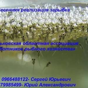 Весенняя реализация зарыбка