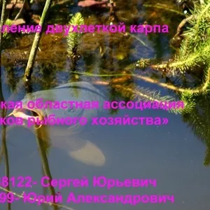 Зарыбление двухлеткой карпа