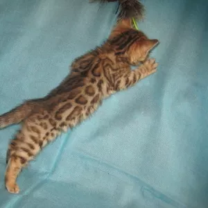 Бенгальские   котята.