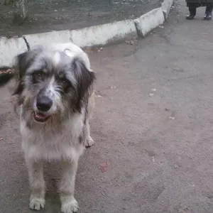 Кобелек Букет ищет любящую семью!!! 