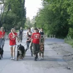 Выгул собак в Донецке и Макеевке. 