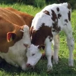 заменитель цельного молока для телят и свиней