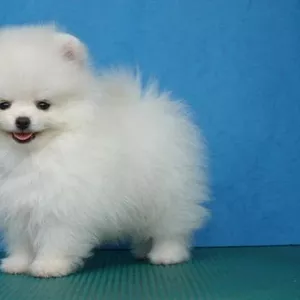 Щенки миниатюрного немецкого шпица