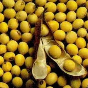 Куплю сою,  от производителя 