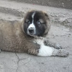 Щенки кавказской овчарки