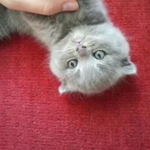 Британские котята недорого. Цена договорная