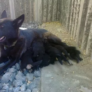 Продаю щенки овчарки