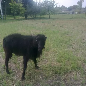 КОЗЕЛ ПОРОДЫ ЛАМАНЧА