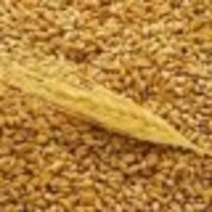 Куплю ПШЕНИЦУ 2,  3 кл.,  фураж,   зерноотходы,  не кондицию,  битую