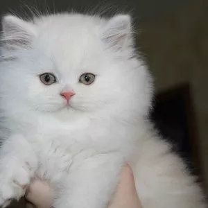 Продаютса настоящие персидские котята: Девочка и Мальчик