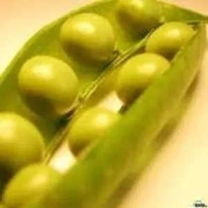 Куплю рожь ( жито)