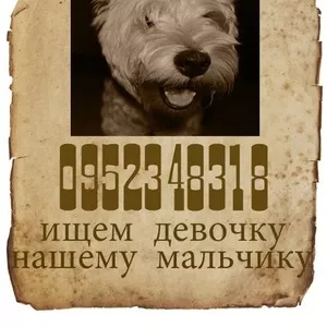 Вязка вест хайленд уайт терьер