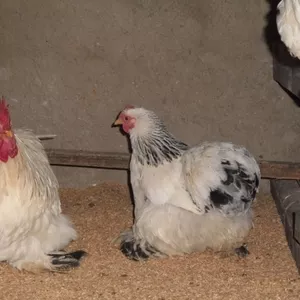 беру заявки на яйцо и цыплят куры брама, кохинхин.